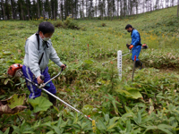 植樹場所の草刈り１